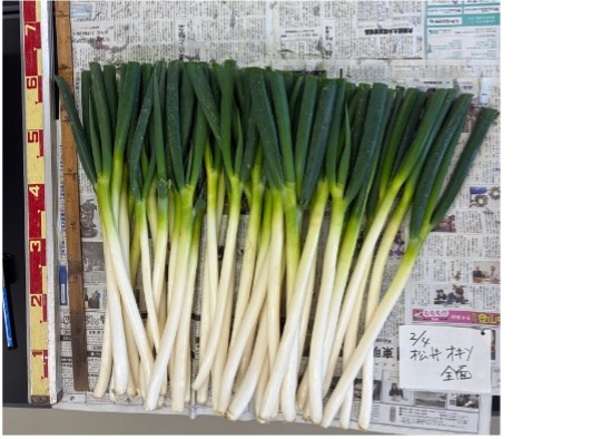 1m当たりの収穫物
1本ずつの太りが良く、本数も多い