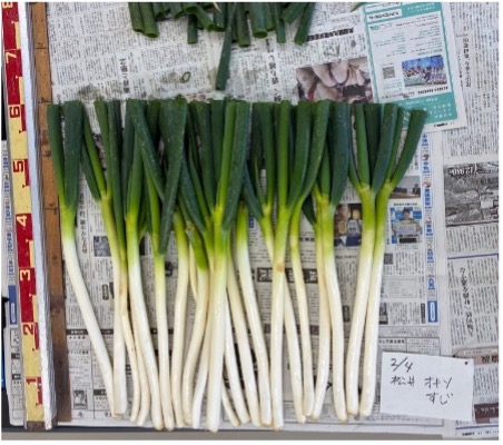 1m当たりの収穫物
太りが足りず、本数も少ない